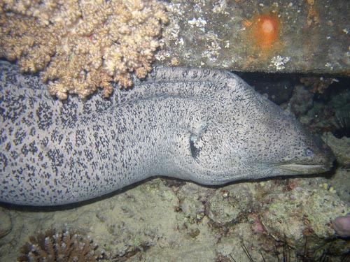 giant moray 2.jpg
